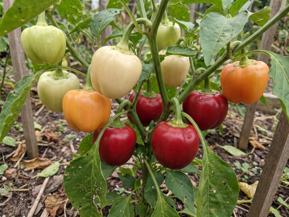 Ripe Alma Paprika pepper pods on the plant