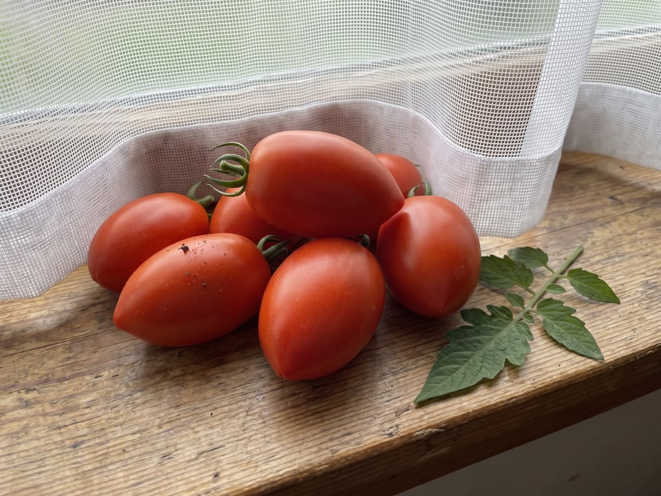 Freshly picked Amish Paste tomatoes
