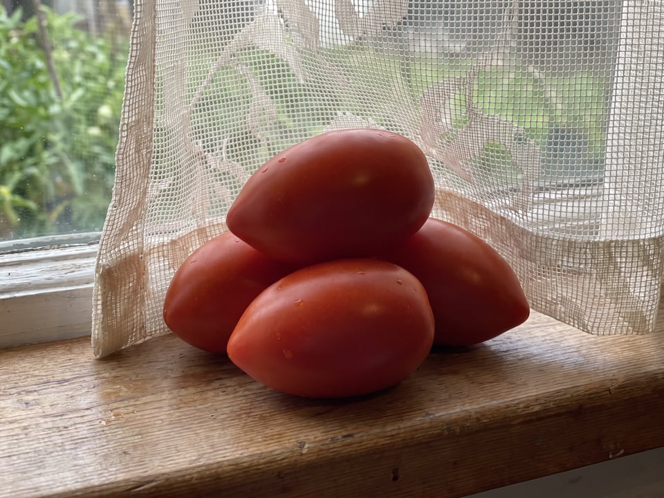 Freshly picked Amish Paste tomatoes in a harvest basket