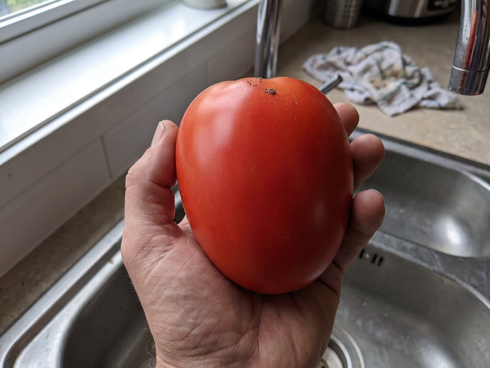 A ripe Amish Paste tomato held in a gardener's hand