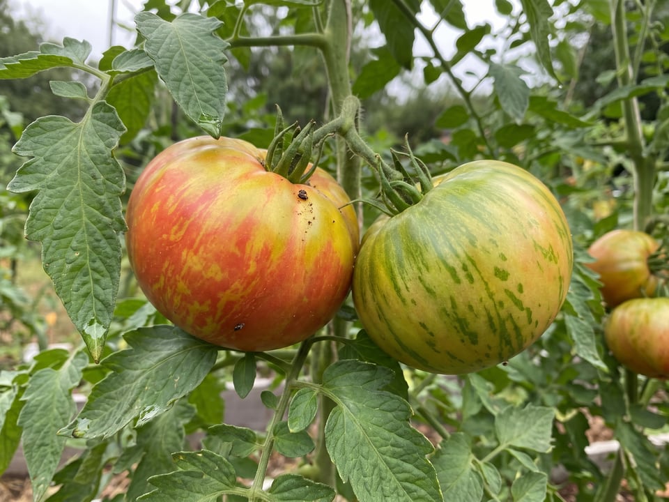 A truss of Ananas Noire tomatoes