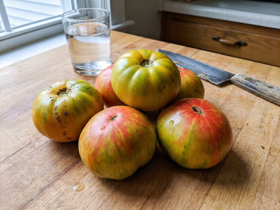 Freshly picked Ananas Noire tomatoes