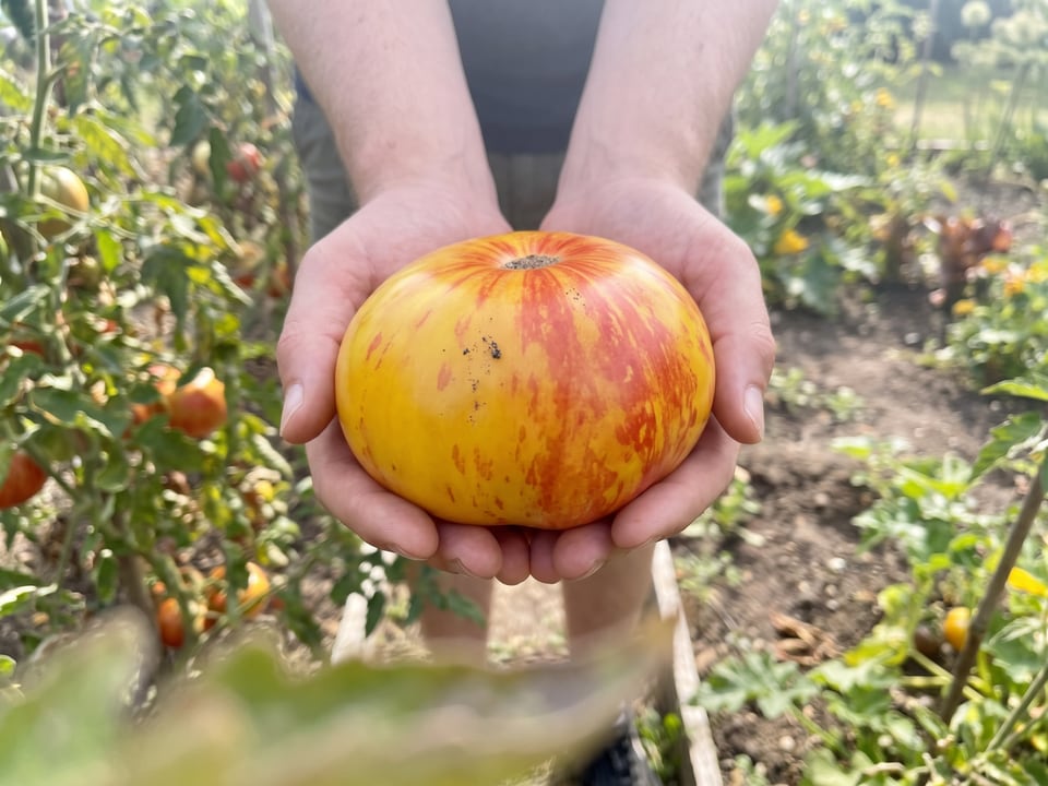 A ripe Ananas Noire tomato held in a gardener's hand