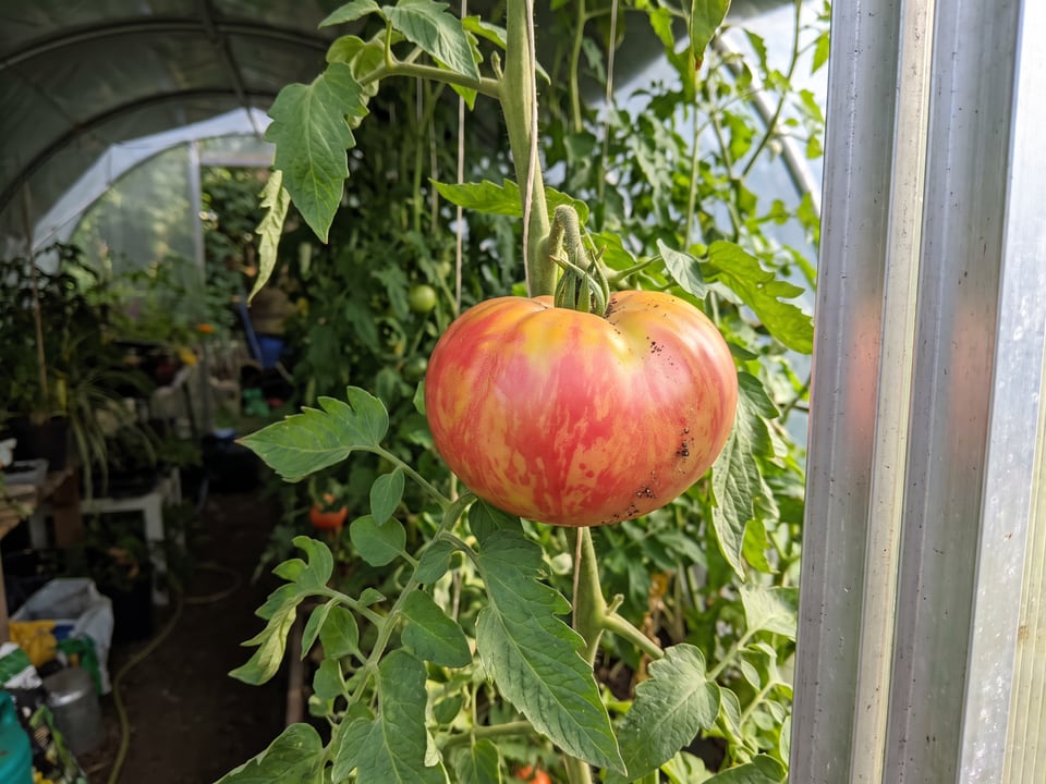 Ananas Noire tomatoes ripening on the vine under cover