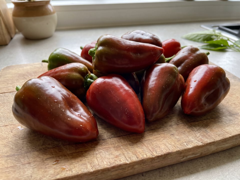 Freshly picked Ancho San Luis peppers