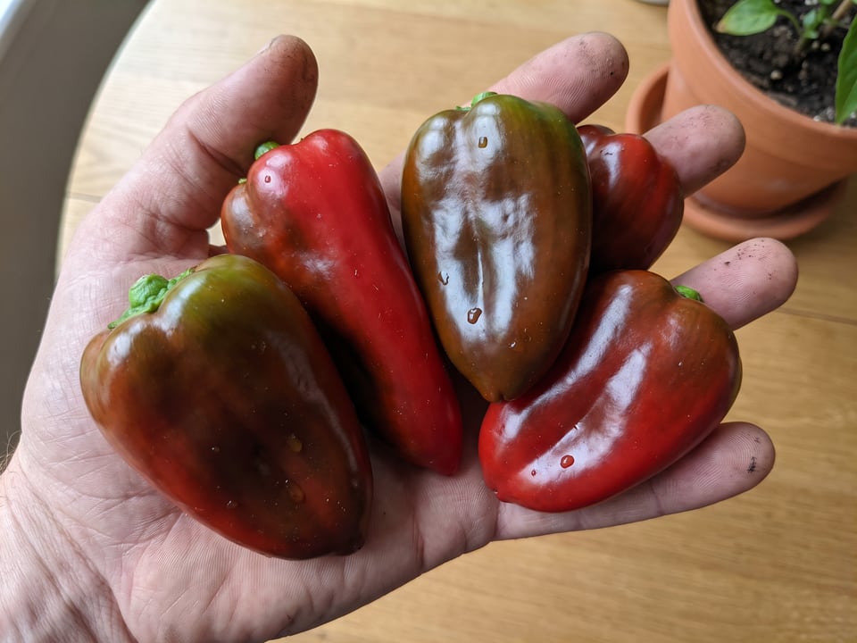 A ripe Ancho San Luis pepper pod held in a gardener's hand