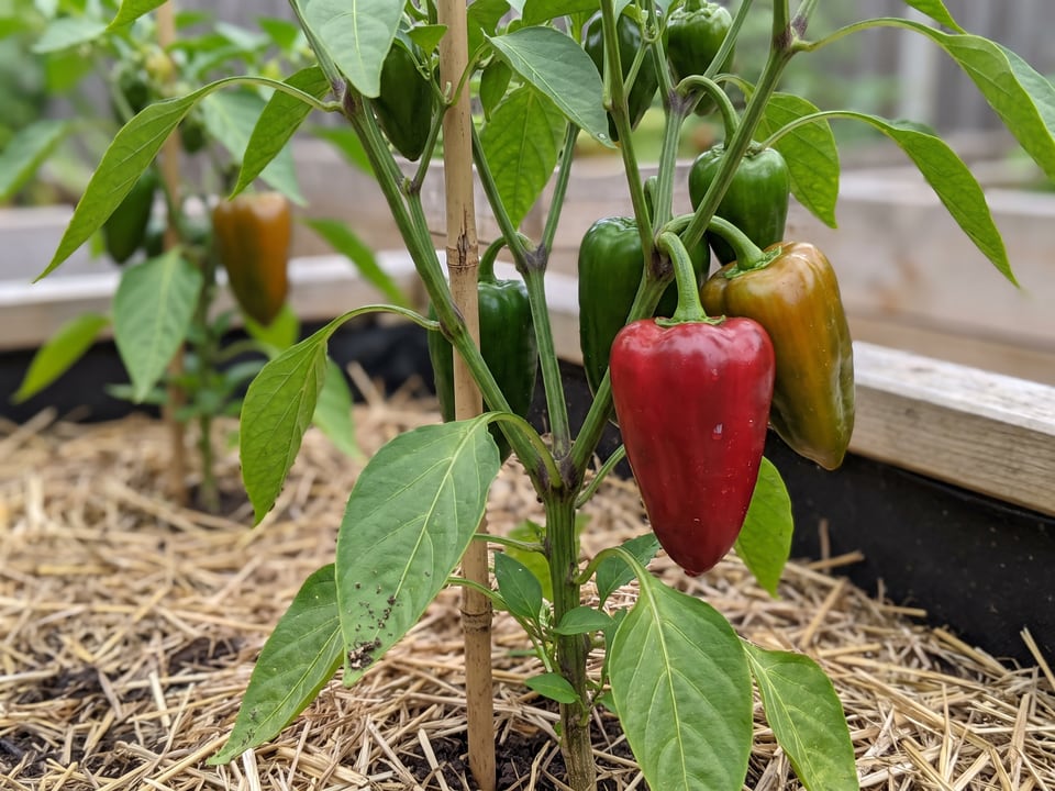 Ancho San Luis pepper plant with ripe pods