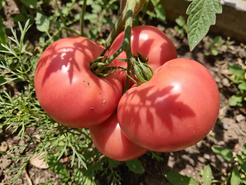 A truss of Anna Russian tomatoes