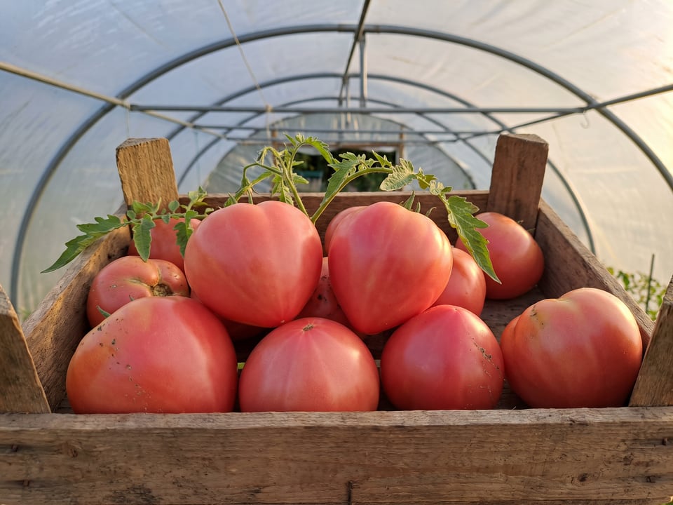 Freshly picked Anna Russian tomatoes