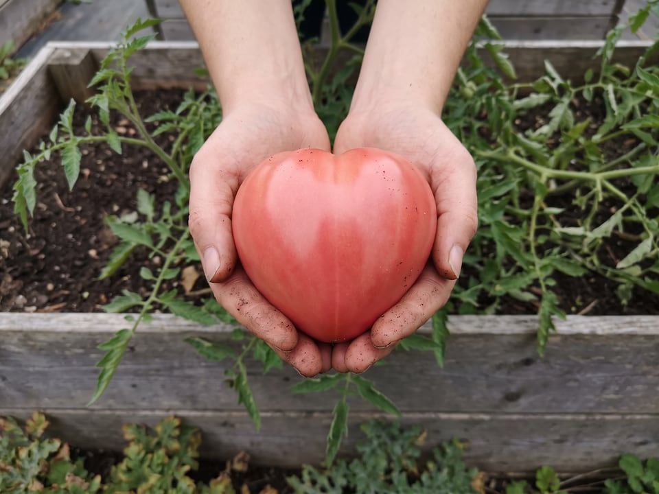 A ripe Anna Russian tomato held in a gardener's hand