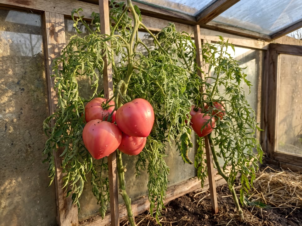 Anna Russian tomatoes ripening on the vine under cover