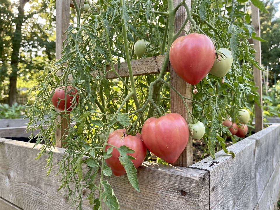 Anna Russian tomato plant in a garden bed with ripe fruit on the vine