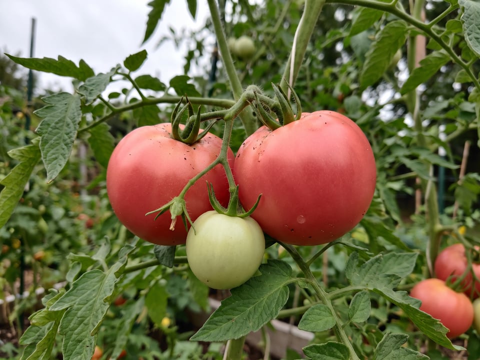 A truss of Arkansas Traveler tomatoes