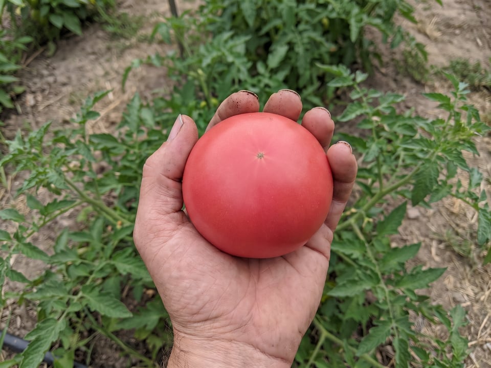 A ripe Arkansas Traveler tomato held in a gardener's hand