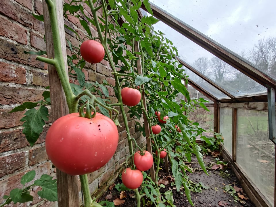 Arkansas Traveler tomatoes ripening on the vine under cover