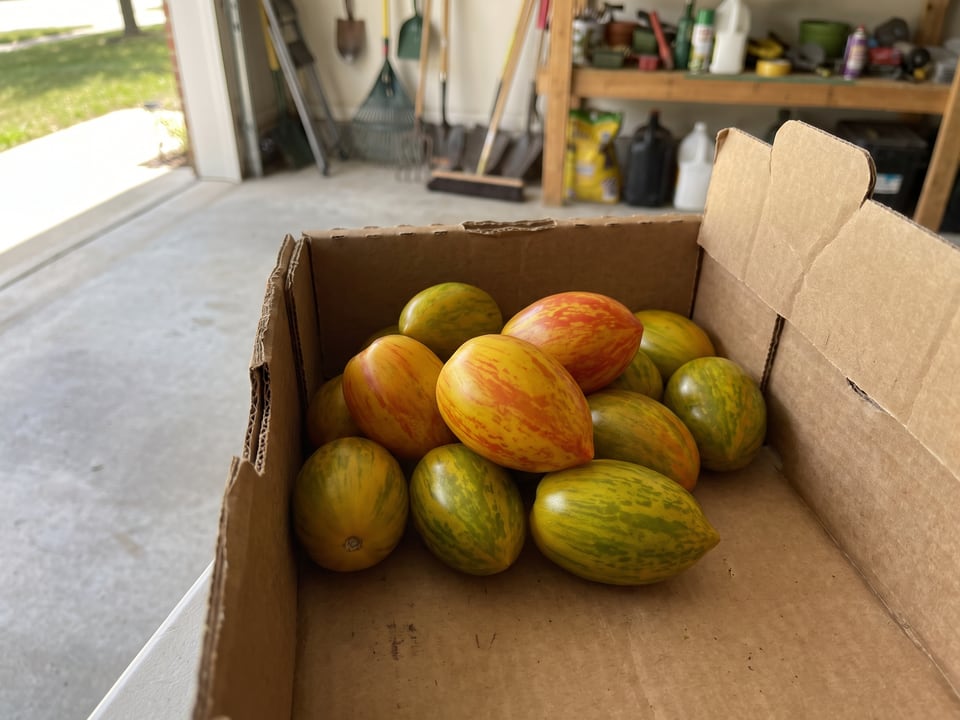 Freshly picked Atomic Grape tomatoes