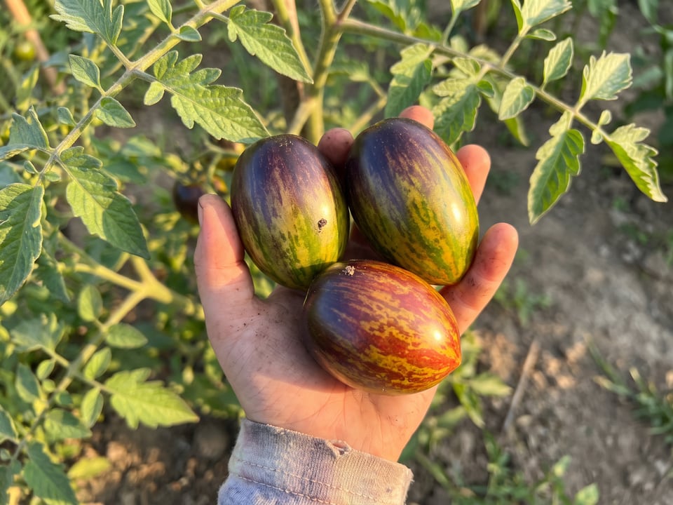 A ripe Atomic Grape tomato held in a gardener's hand