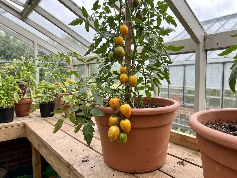 Atomic Grape tomatoes ripening on the vine under cover