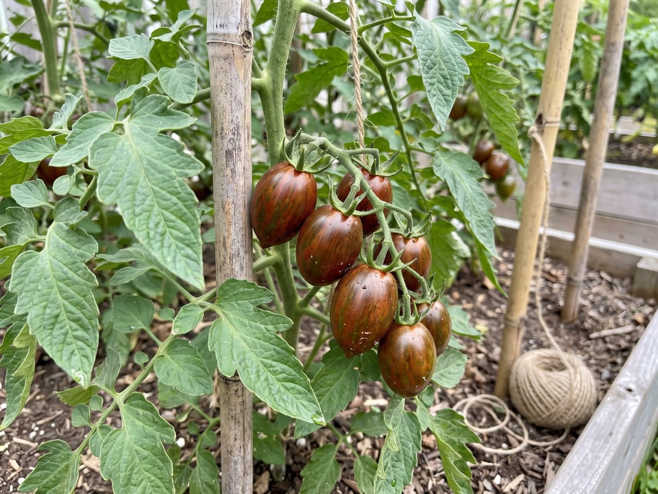 Atomic Grape tomato plant in a garden bed with ripe fruit on the vine