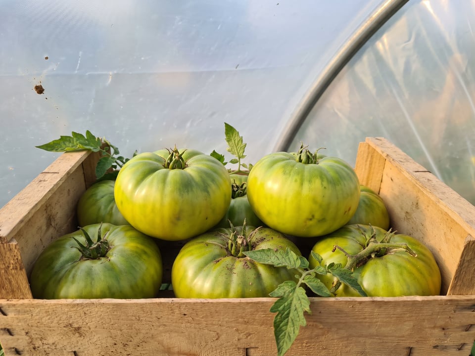 Freshly picked Aunt Ruby's German Green tomatoes