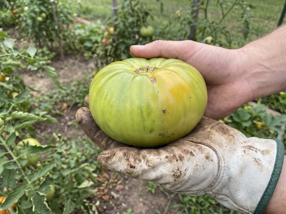 A ripe Aunt Ruby's German Green tomato held in a gardener's hand