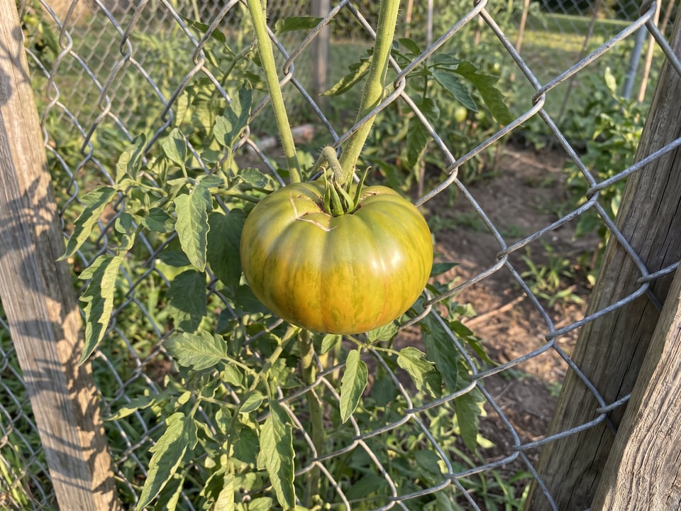 Aunt Ruby's German Green tomato plant in a garden bed with ripe fruit on the vine