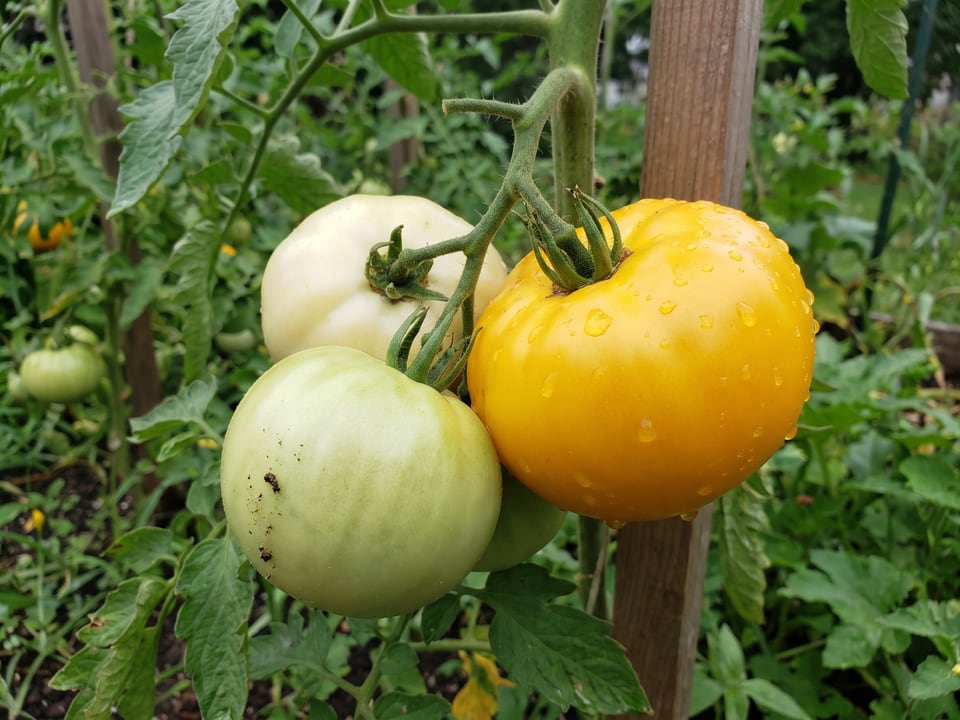 A truss of Azoychka tomatoes