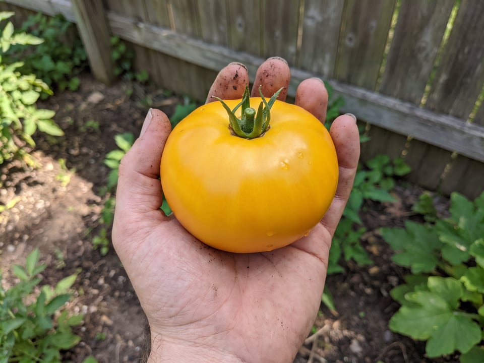 A ripe Azoychka tomato held in a gardener's hand