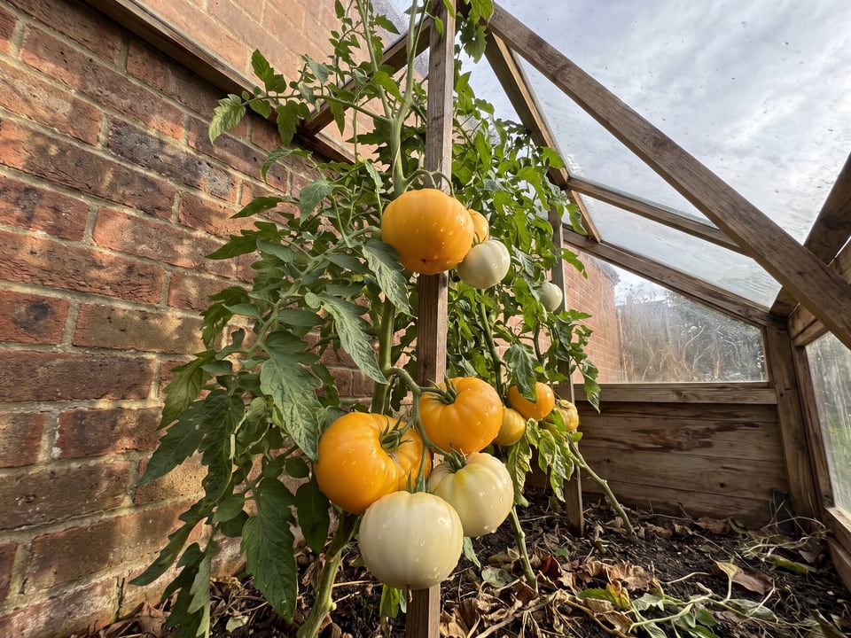 Azoychka tomatoes ripening on the vine under cover