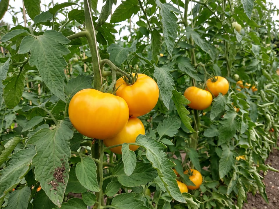 Azoychka tomato plant in a garden bed with ripe fruit on the vine