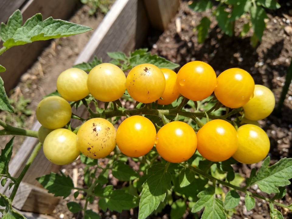 A truss of Aztek tomatoes