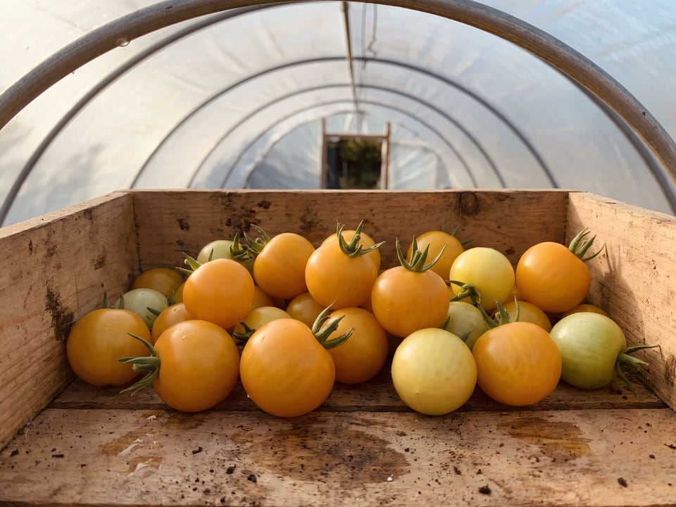 Freshly picked Aztek tomatoes