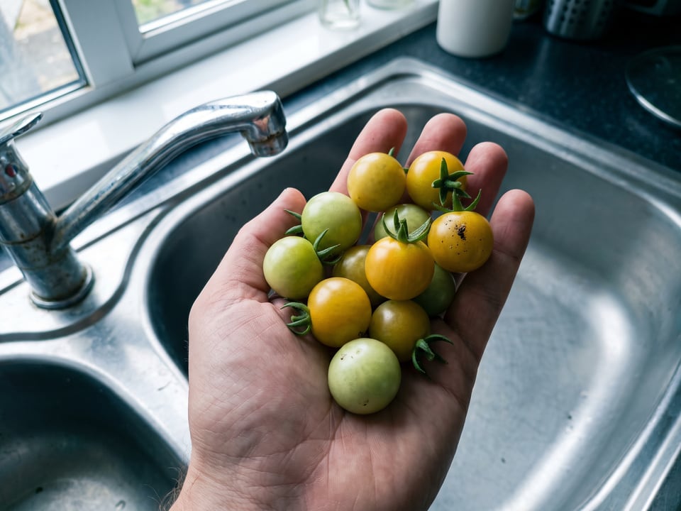 A ripe Aztek tomato held in a gardener's hand