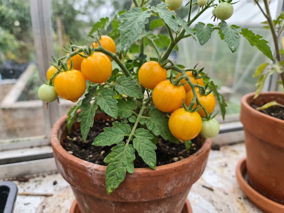 Aztek tomatoes ripening on the vine under cover