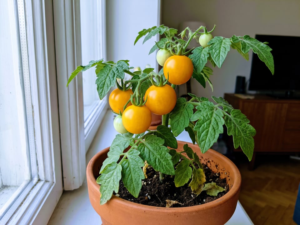 Aztek tomato plant in a garden bed with ripe fruit on the vine