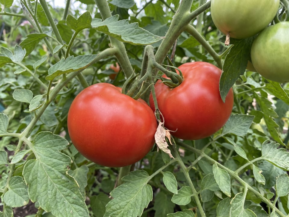A truss of Better Boy tomatoes