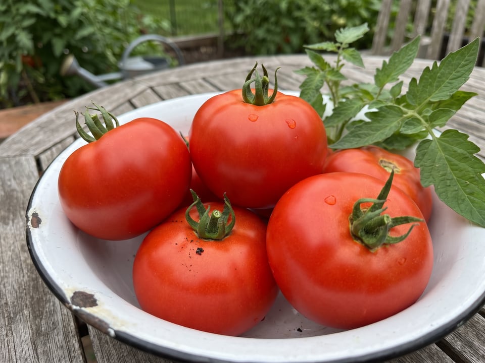 Freshly picked Better Boy tomatoes