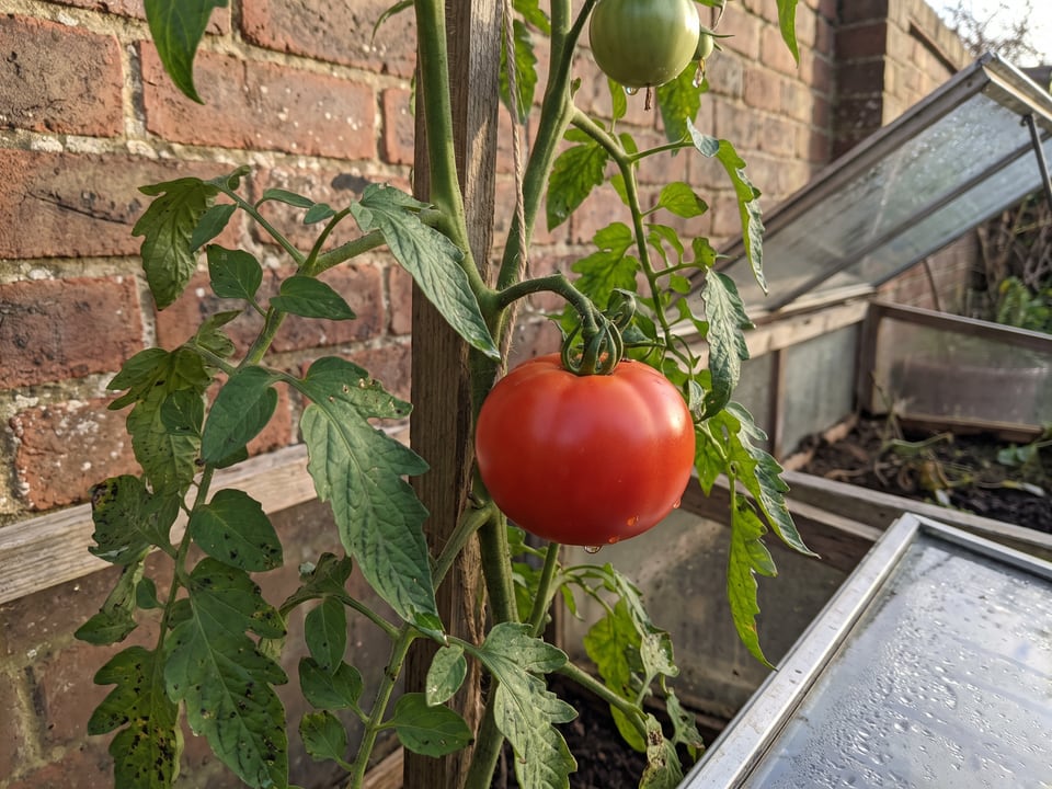 Better Boy tomatoes ripening on the vine under cover