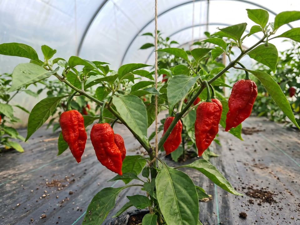 Bhut Jolokia pepper plant with ripe pods