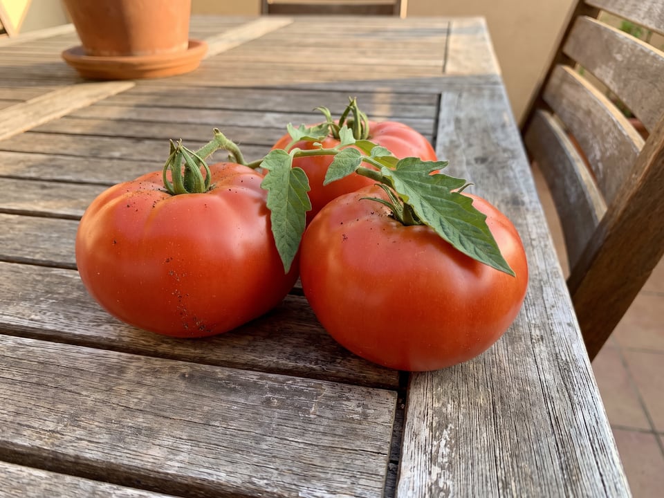 Freshly picked Big Beef tomatoes