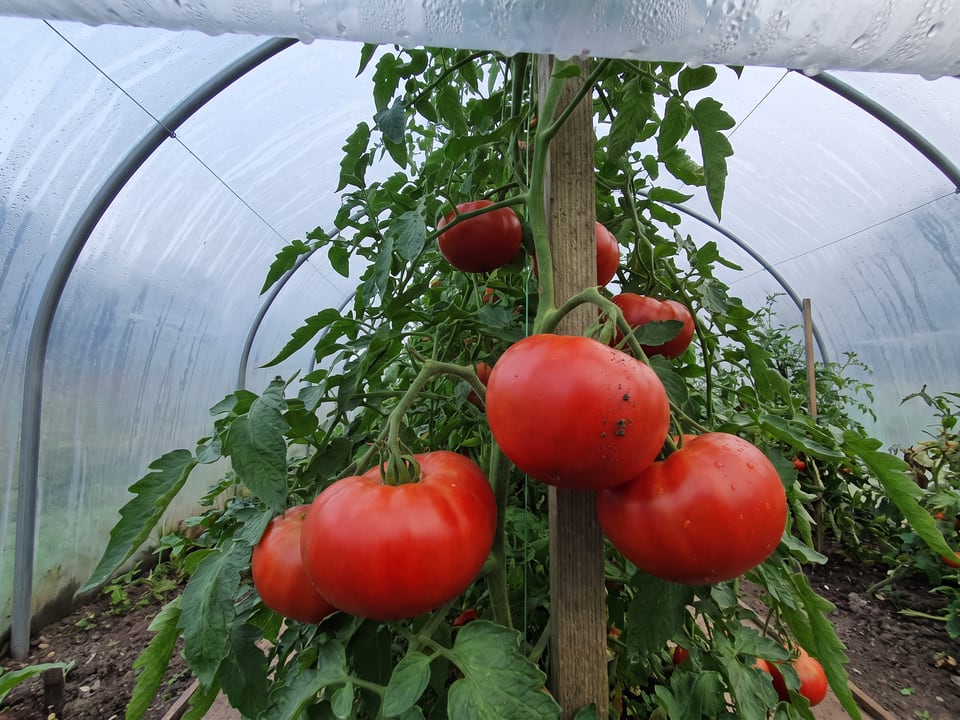 Big Beef tomatoes ripening on the vine under cover