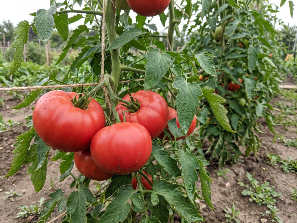 Big Beef tomato plant in a garden bed with ripe fruit on the vine