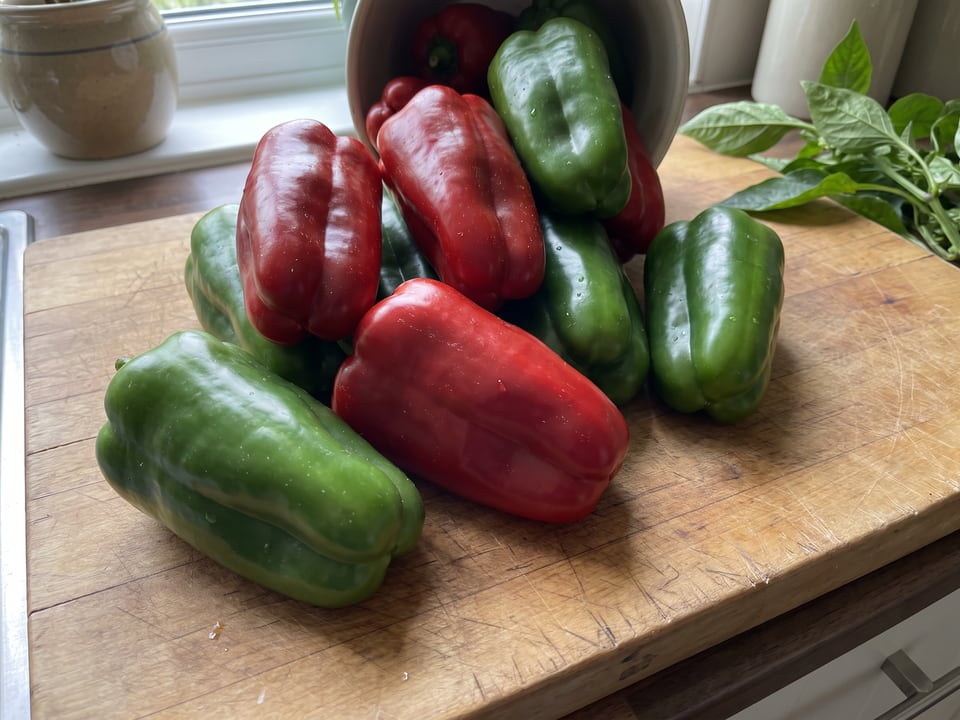 Freshly picked Big Bertha peppers