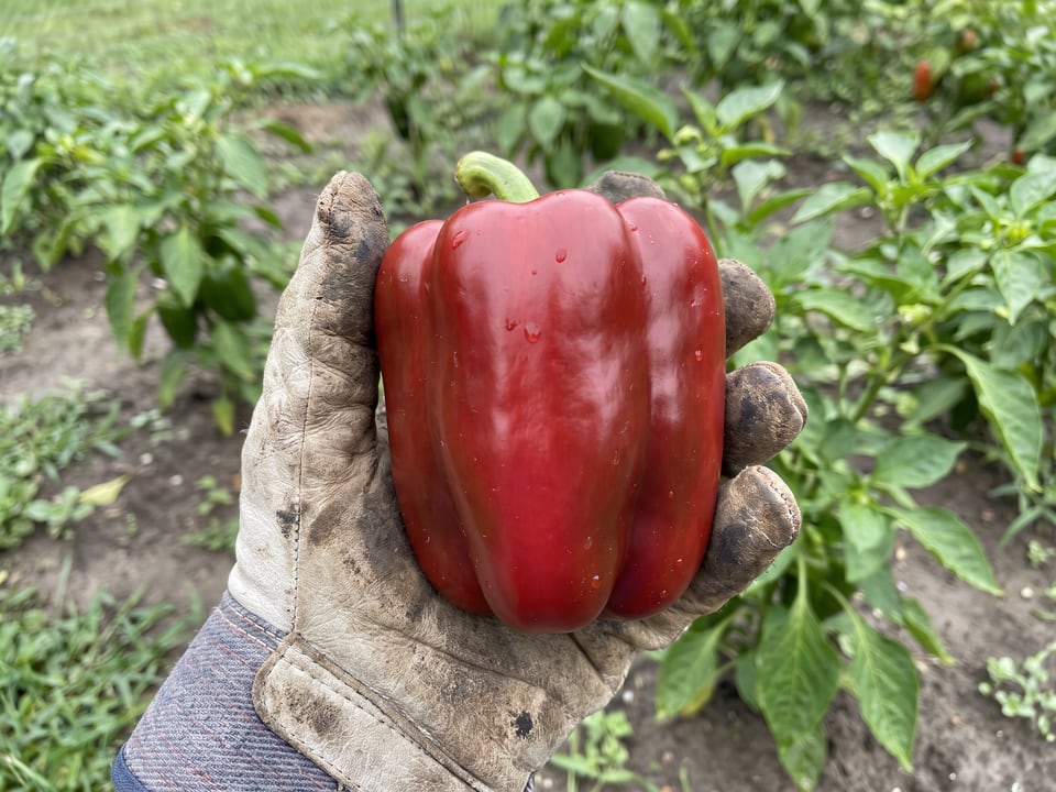 A ripe Big Bertha pepper pod held in a gardener's hand