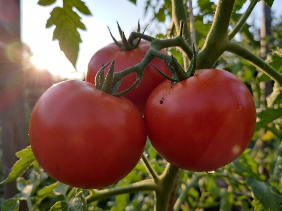 A truss of Big Boy tomatoes