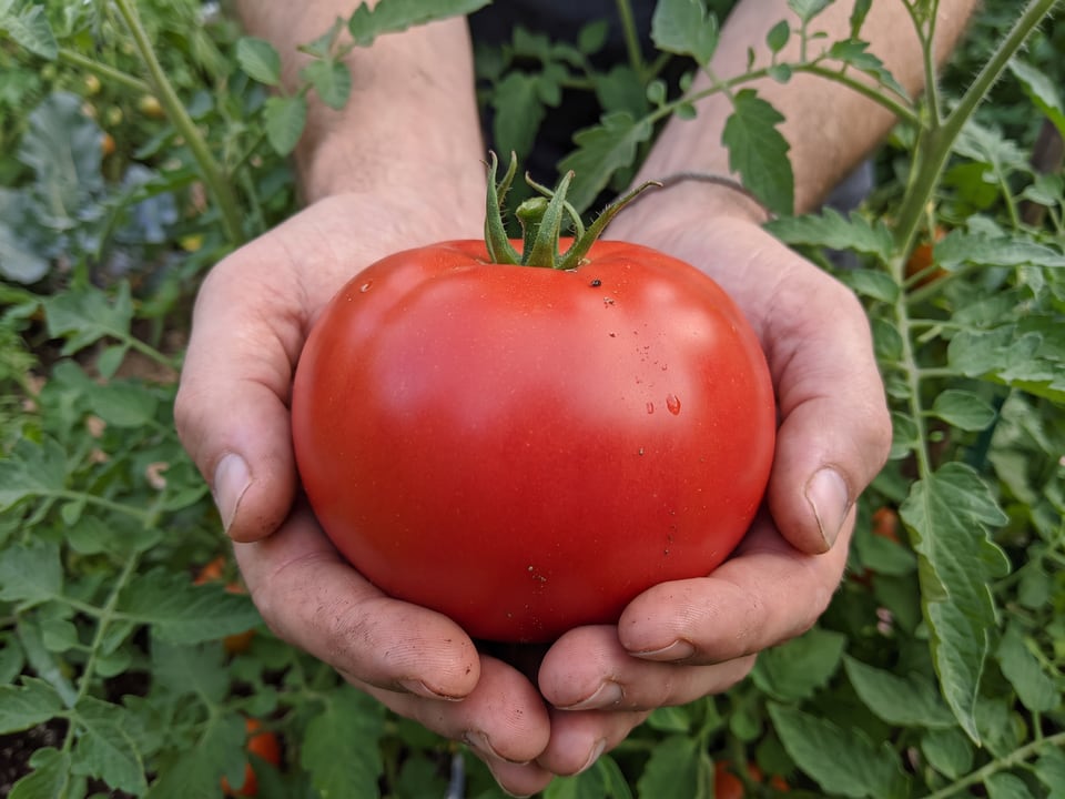 A ripe Big Boy tomato held in a gardener's hand