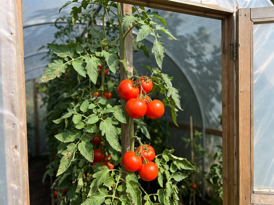 Big Boy tomatoes ripening on the vine under cover
