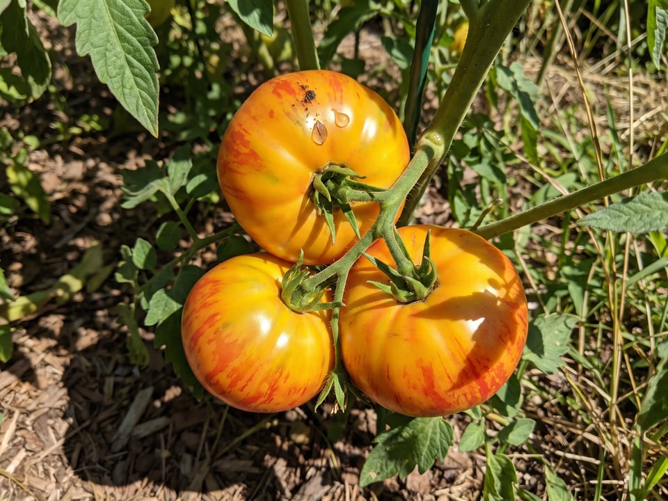 A truss of Big Rainbow tomatoes