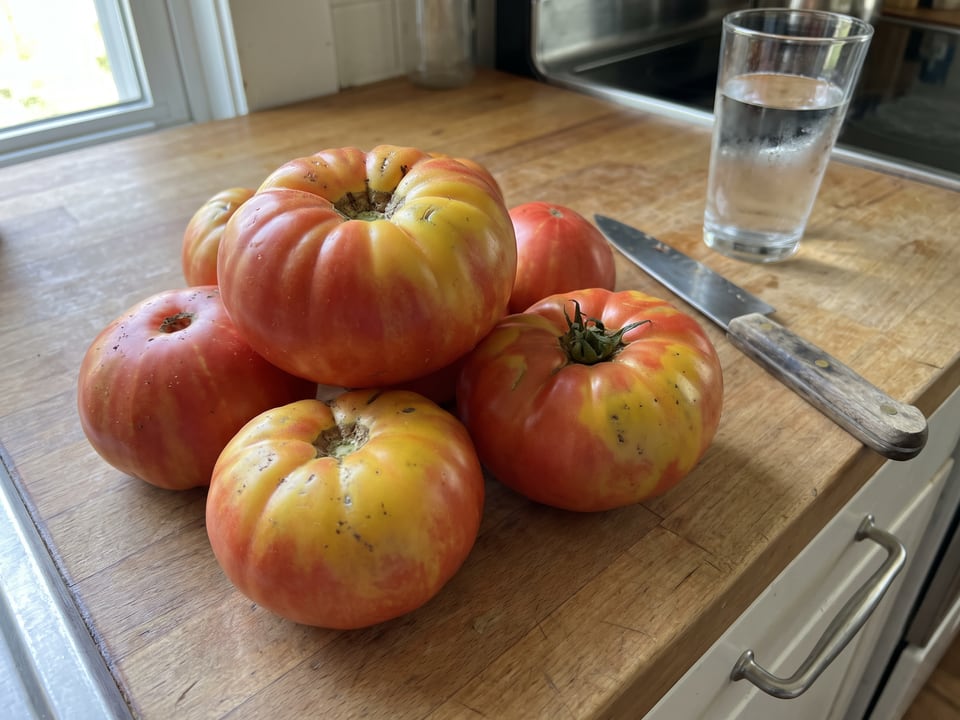 Freshly picked Big Rainbow tomatoes