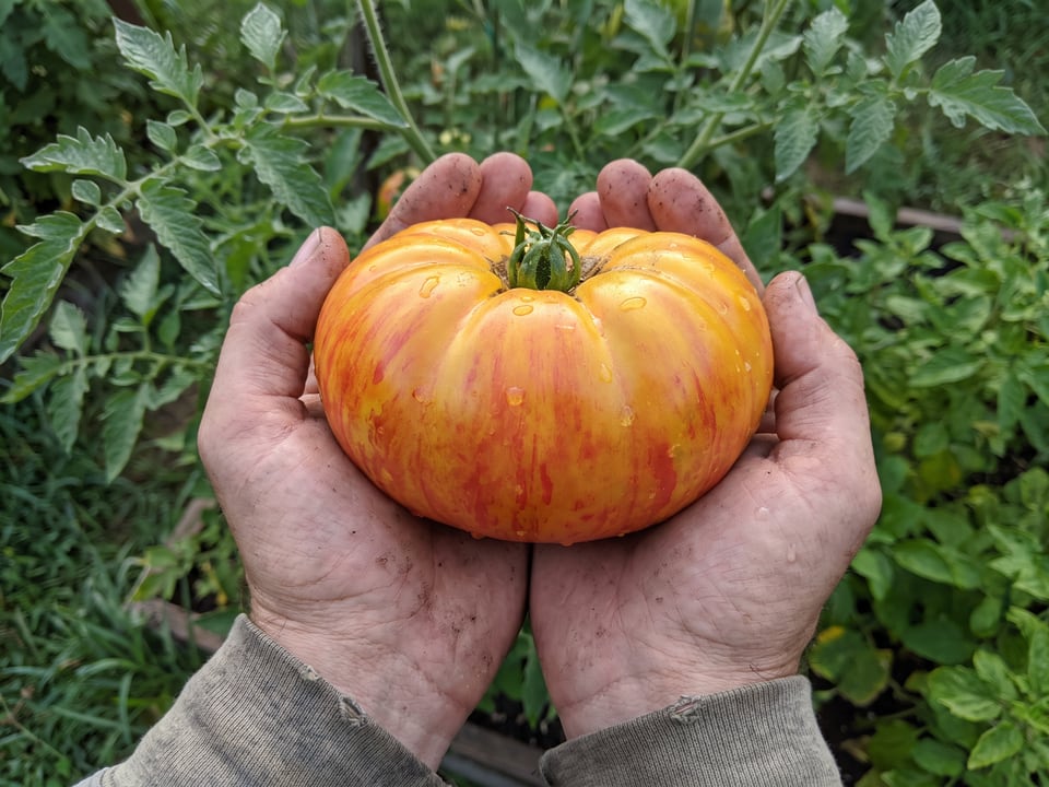 A ripe Big Rainbow tomato held in a gardener's hand
